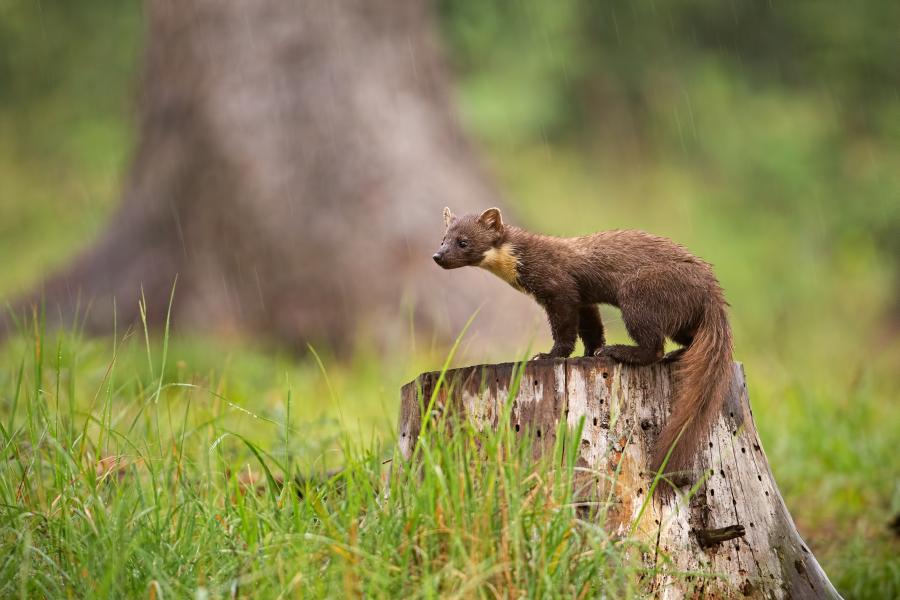 On the Trail of the Pine Marten