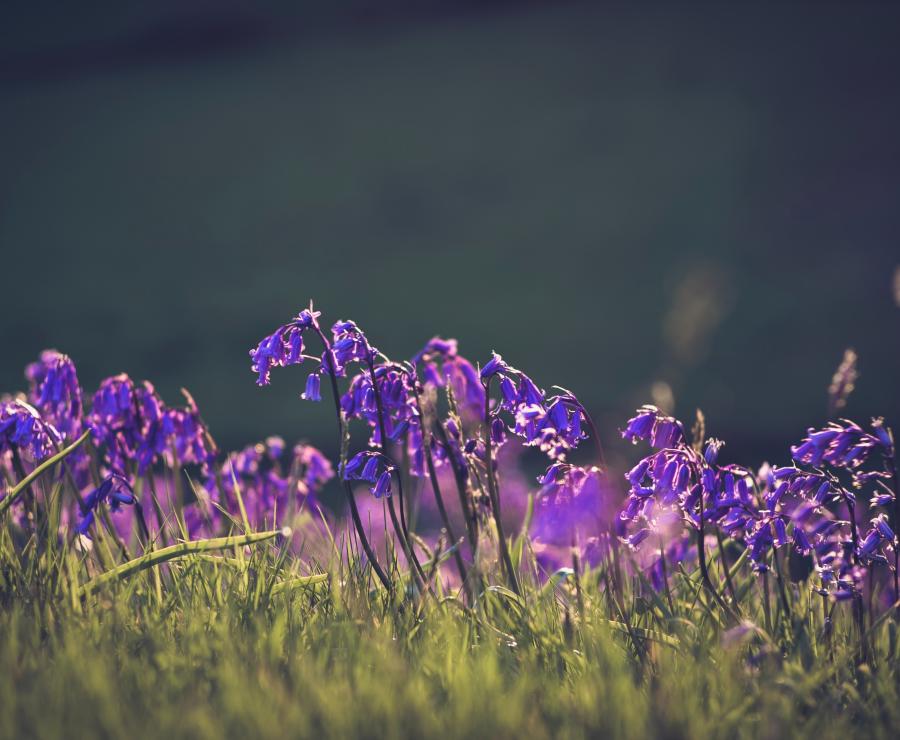 Hallerbos hyacinth blooms