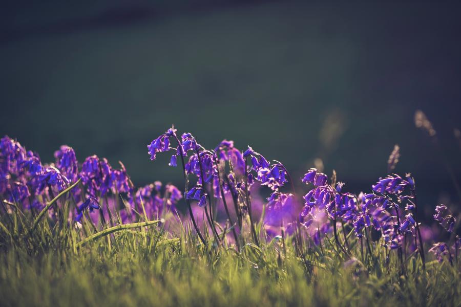 Bluebell Festival