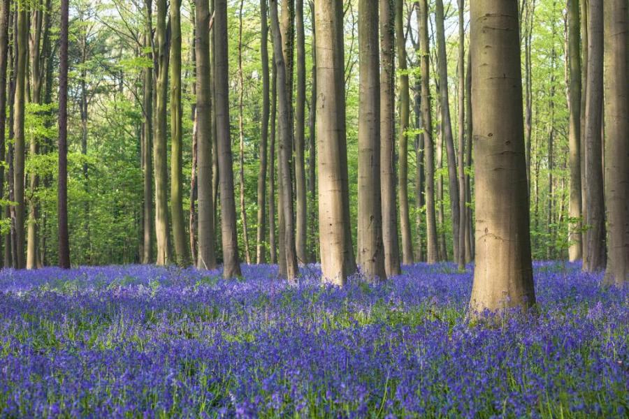 Hallerbos