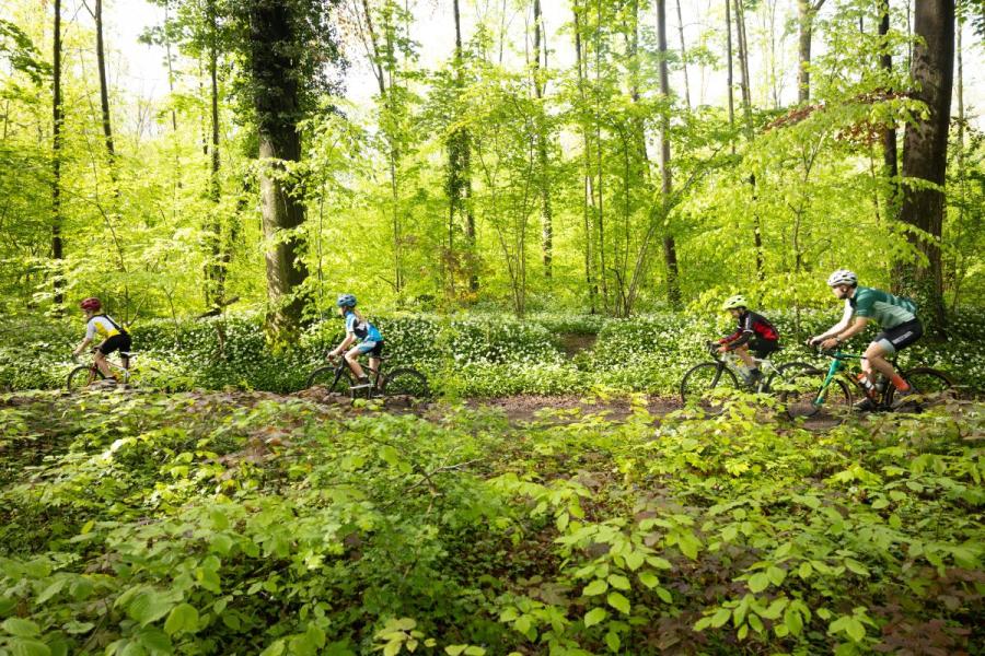 Gezin op de fiets in bos
